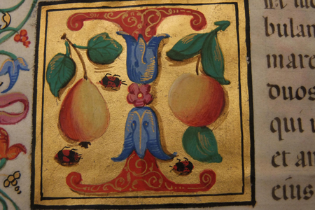 Gli insetti, come noi, amano i libri